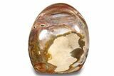 Free-Standing, Polished Petrified Wood - Madagascar #271808-1